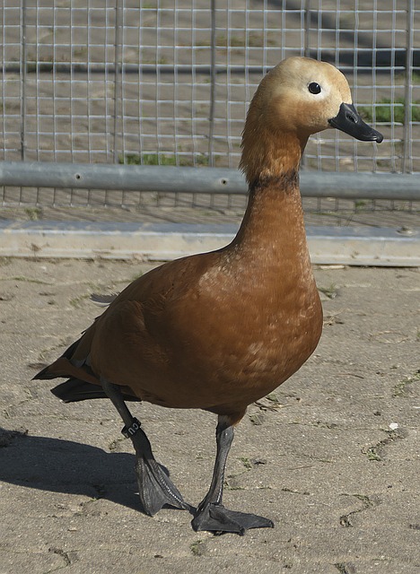 来希望